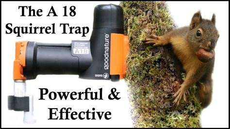 Top Rated Seller. . A18 squirrel destroyer ebay